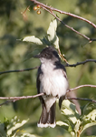 Eastern Kingbird 6852